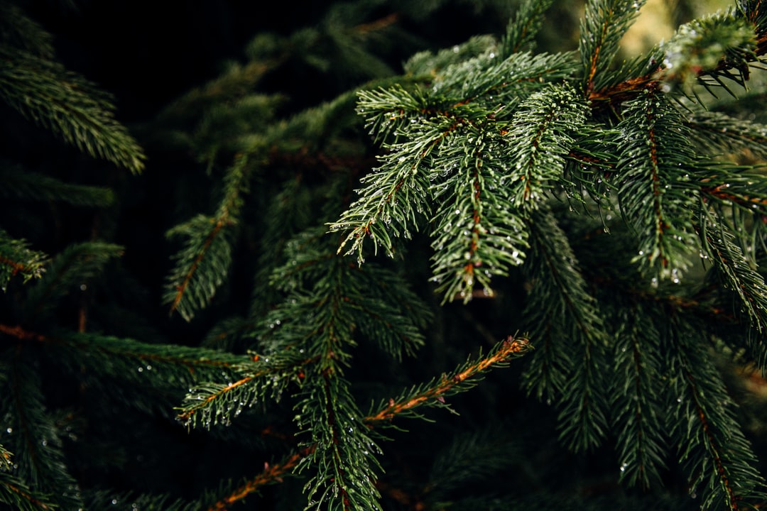 Christmas tree - topping out